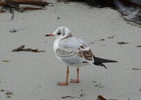 Mouette juvénile