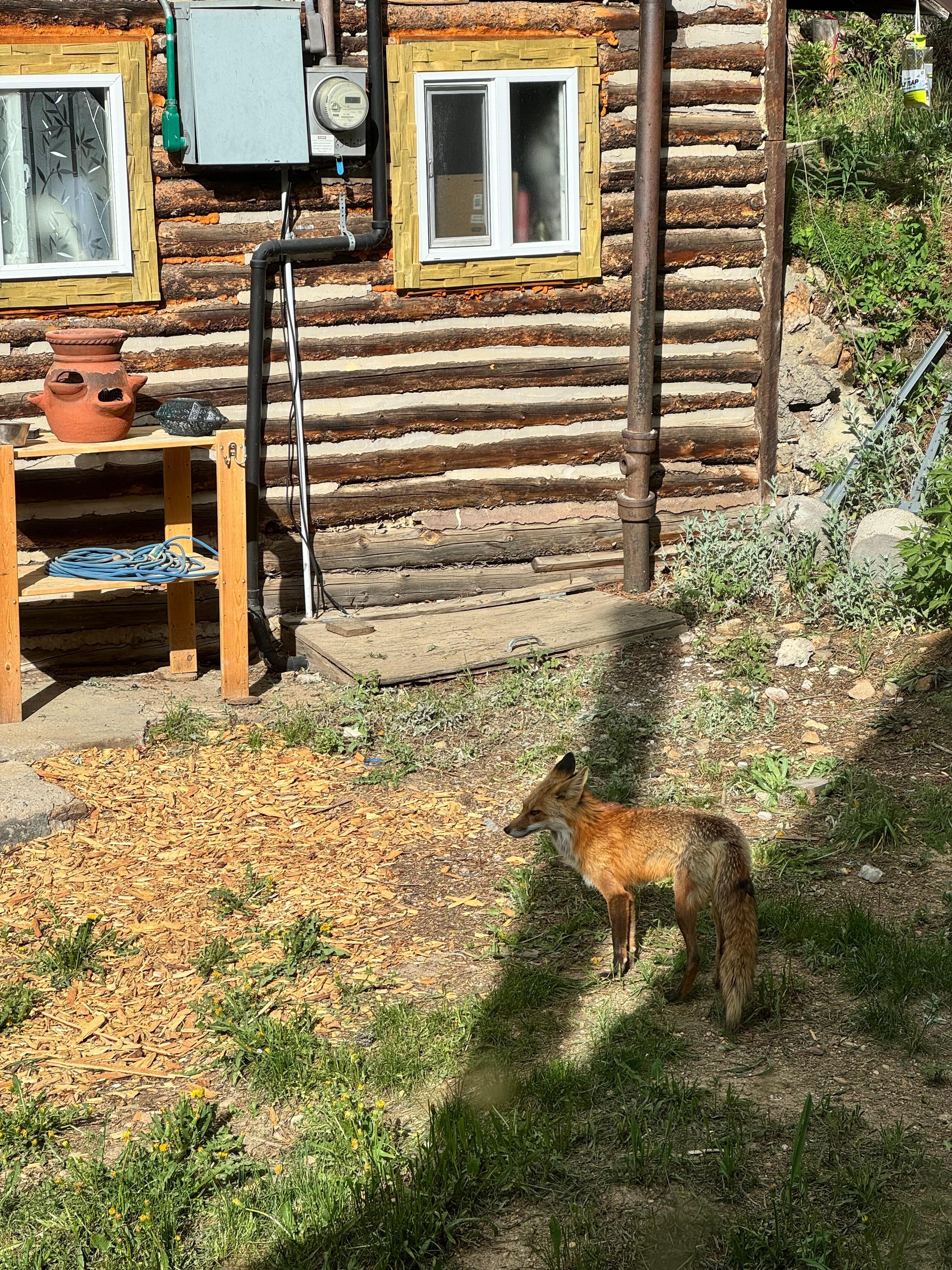 Fox on side of home