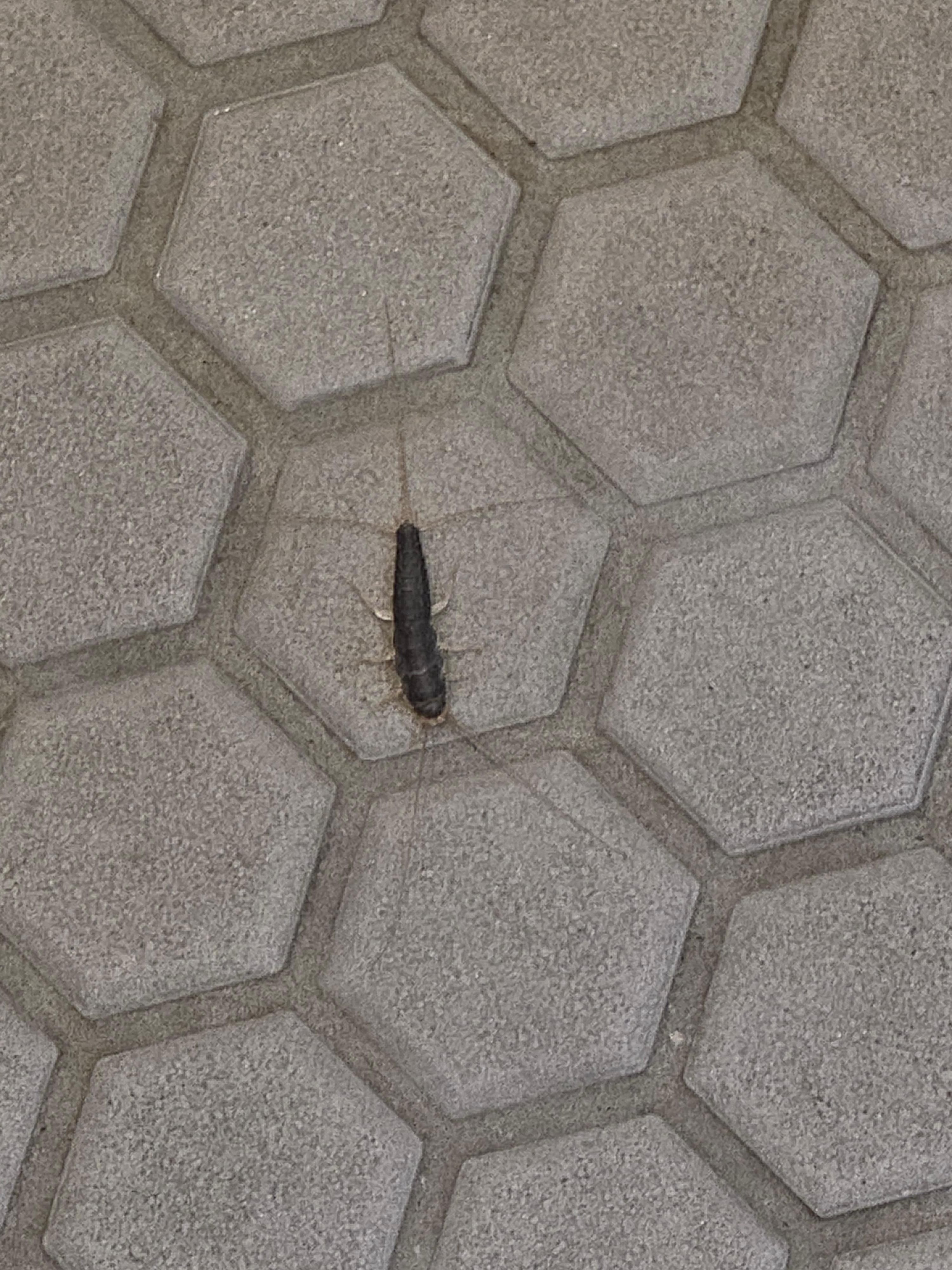 Bugs that were in it room and bathroom.
