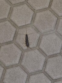 Bugs that were in it room and bathroom.