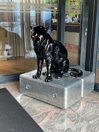 House cat welcoming you.