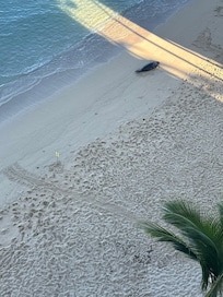 Hawaiian Monk seal extra attraction on private beach
