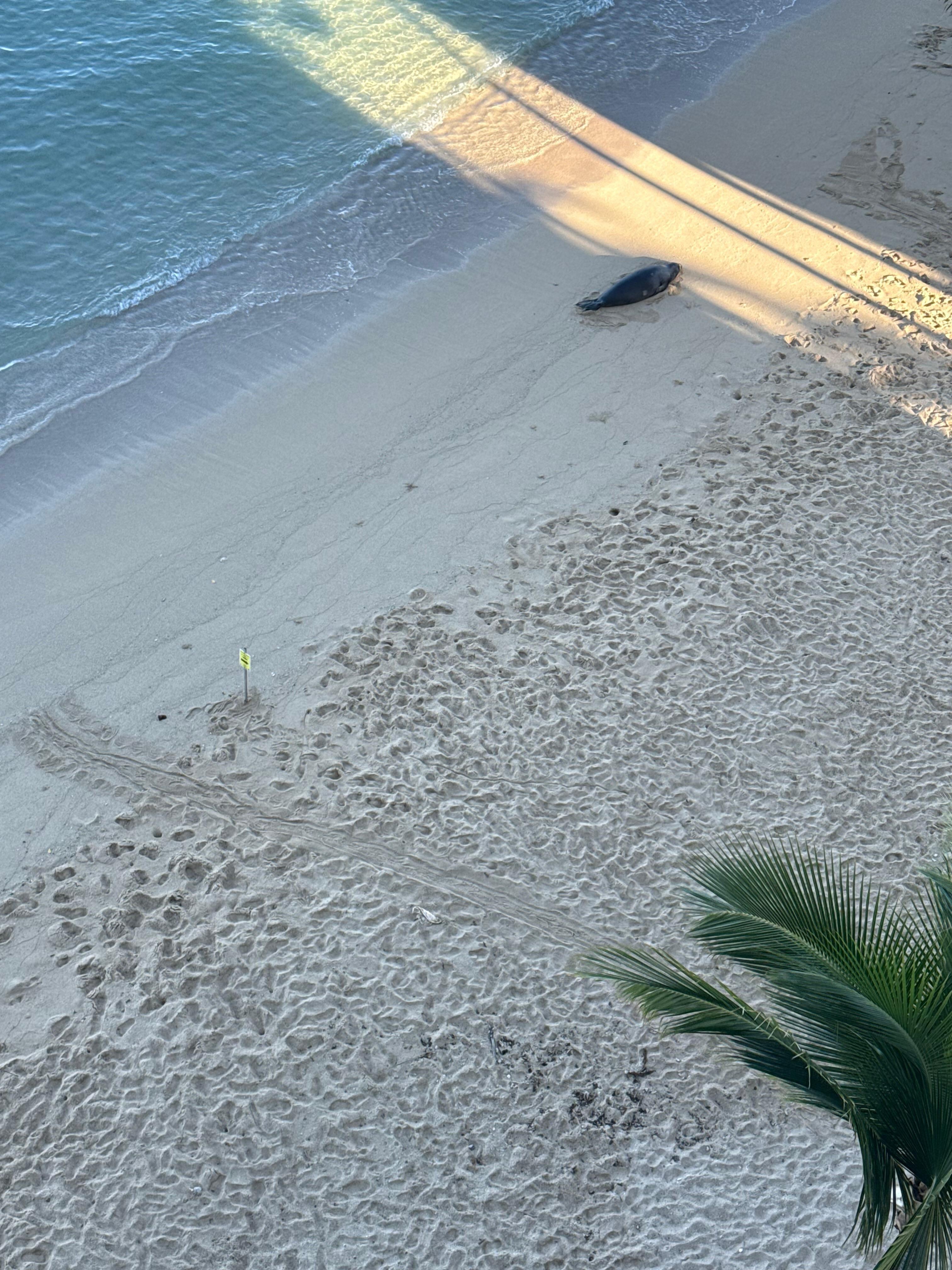 Hawaiian Monk seal extra attraction on private beach