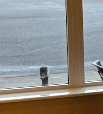 A friendly Canada goose wanted to join me at breakfast!