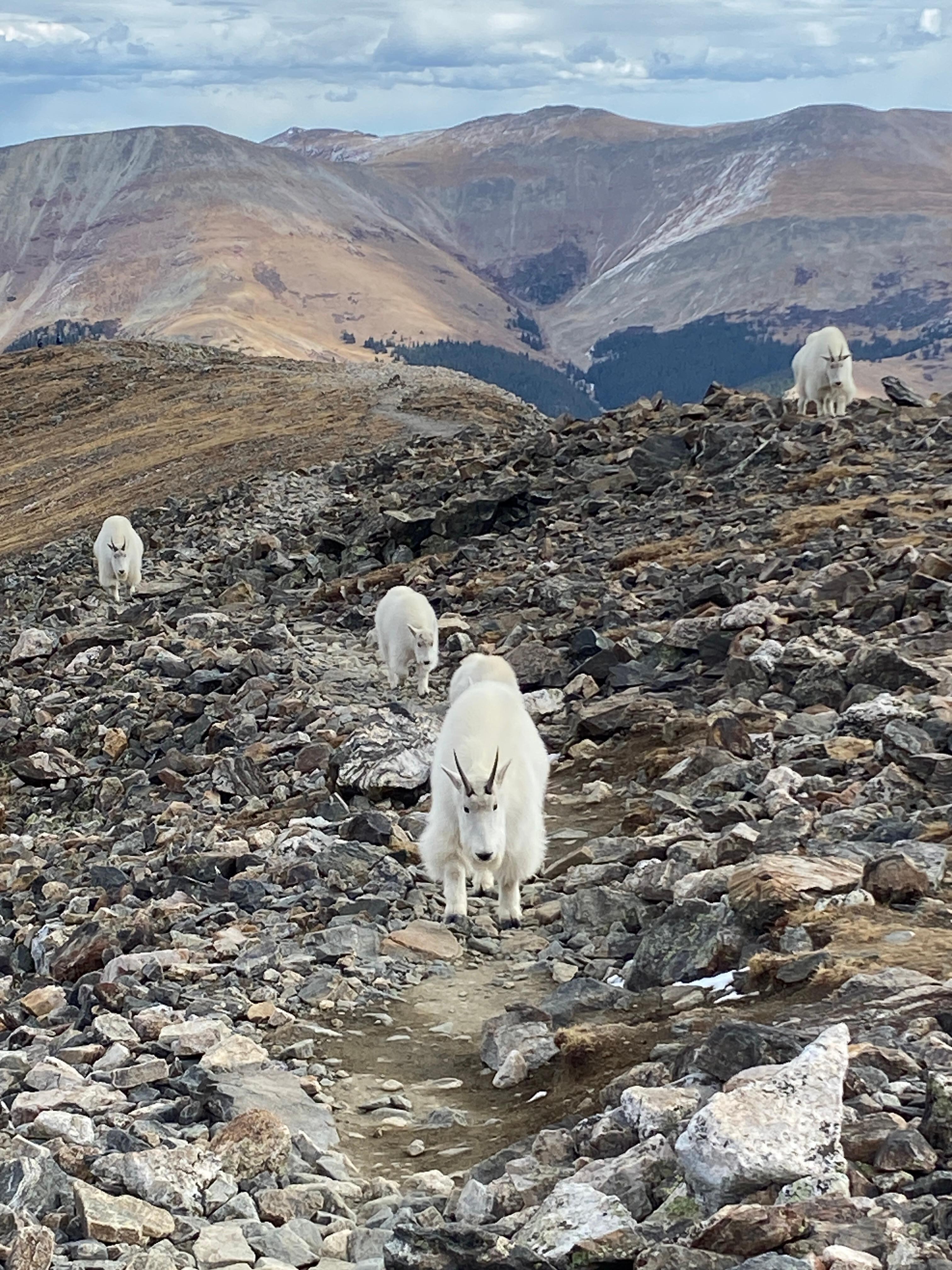Goats on Quandry Peak.  A challenging hike but the views are spectacular!