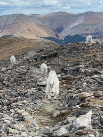 Goats on Quandry Peak. A challenging hike but the views are spectacular!