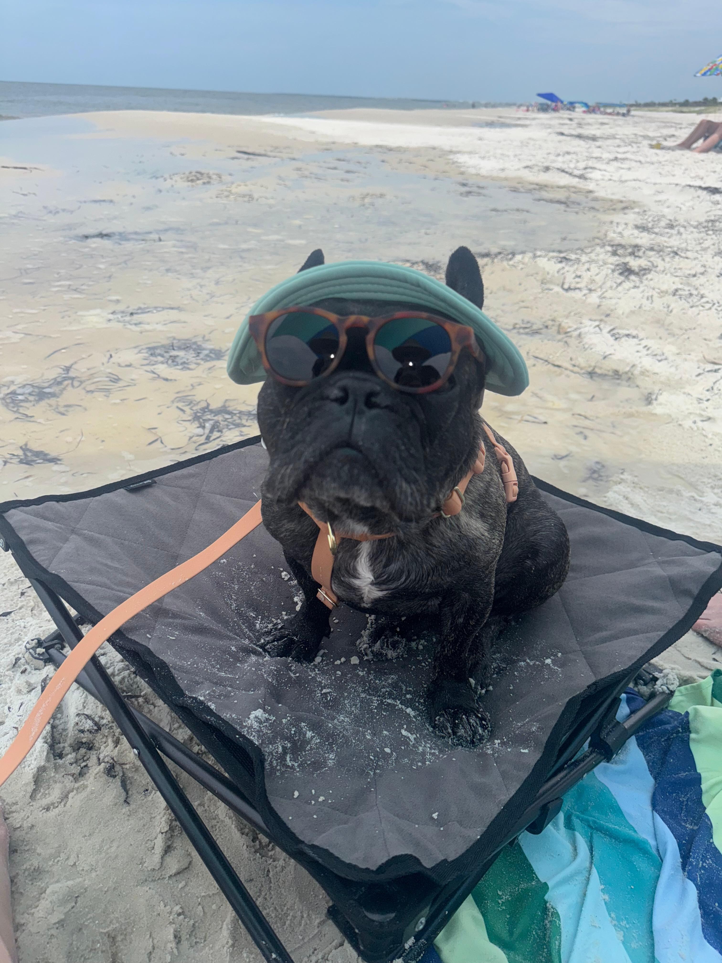Our happy Frenchie on the beach