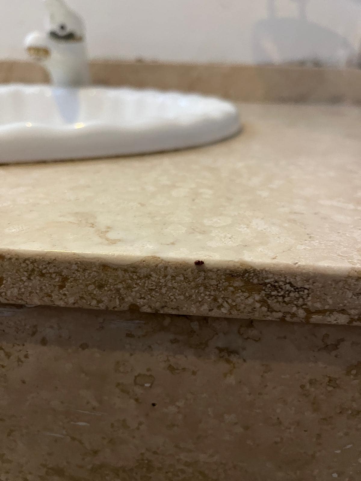 Not sure if it's a bed bug, but there were definitely bed bugs in our room