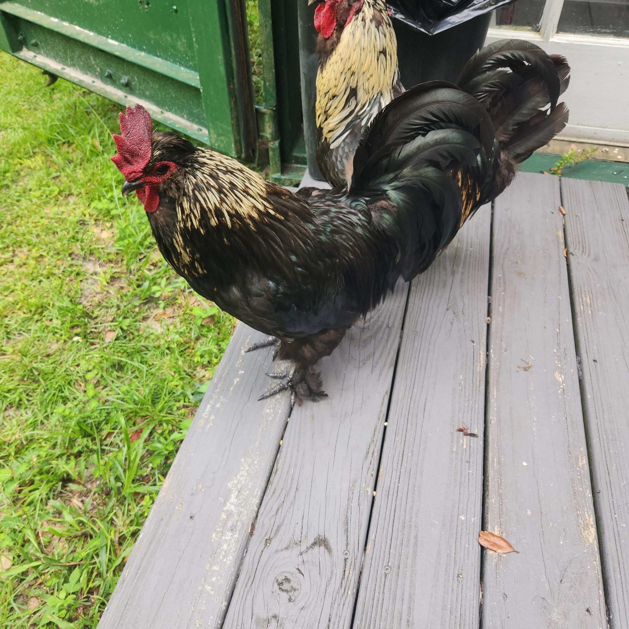 Bert and Ernie, Chicken Executive Officers of Hospitality.