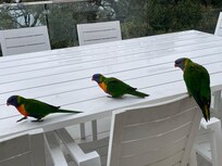 Rosellas - great birdlife