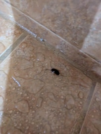 Bugs in bathroom