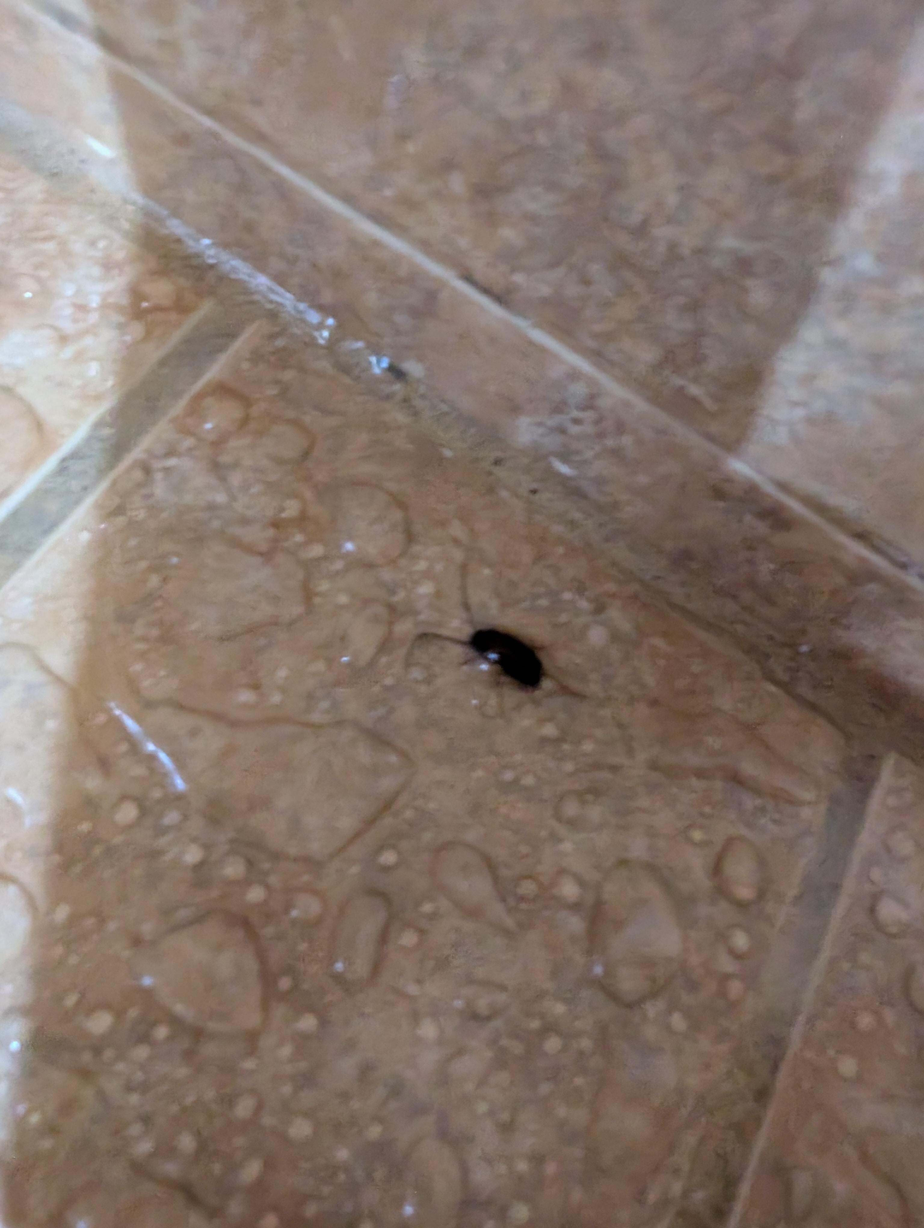 Bugs in bathroom