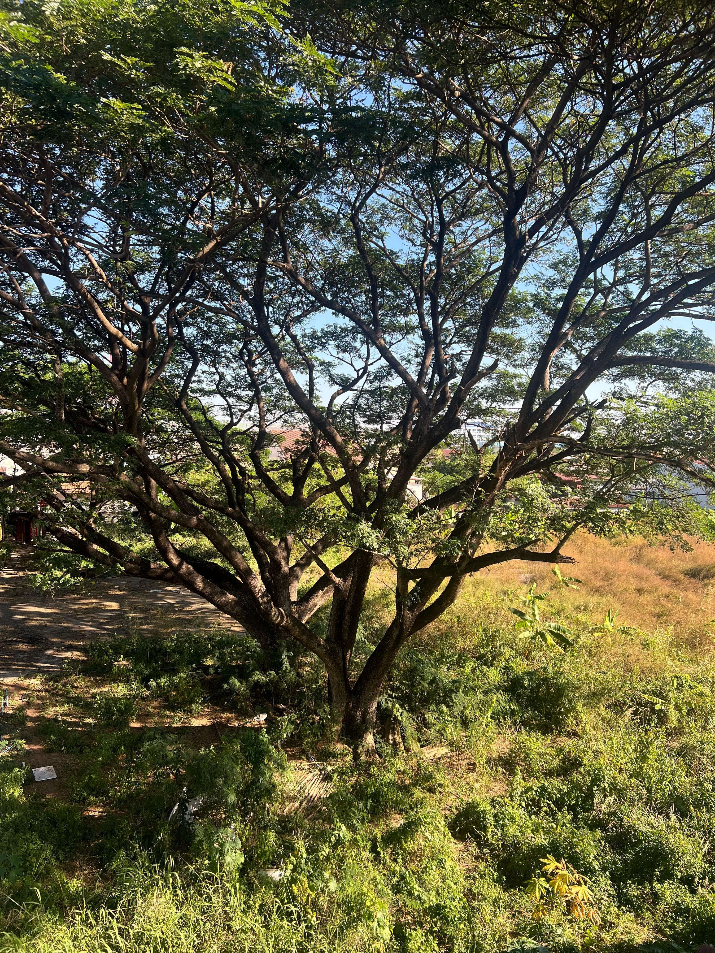 View from my balcony. 