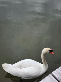 A bonus friendly swan.