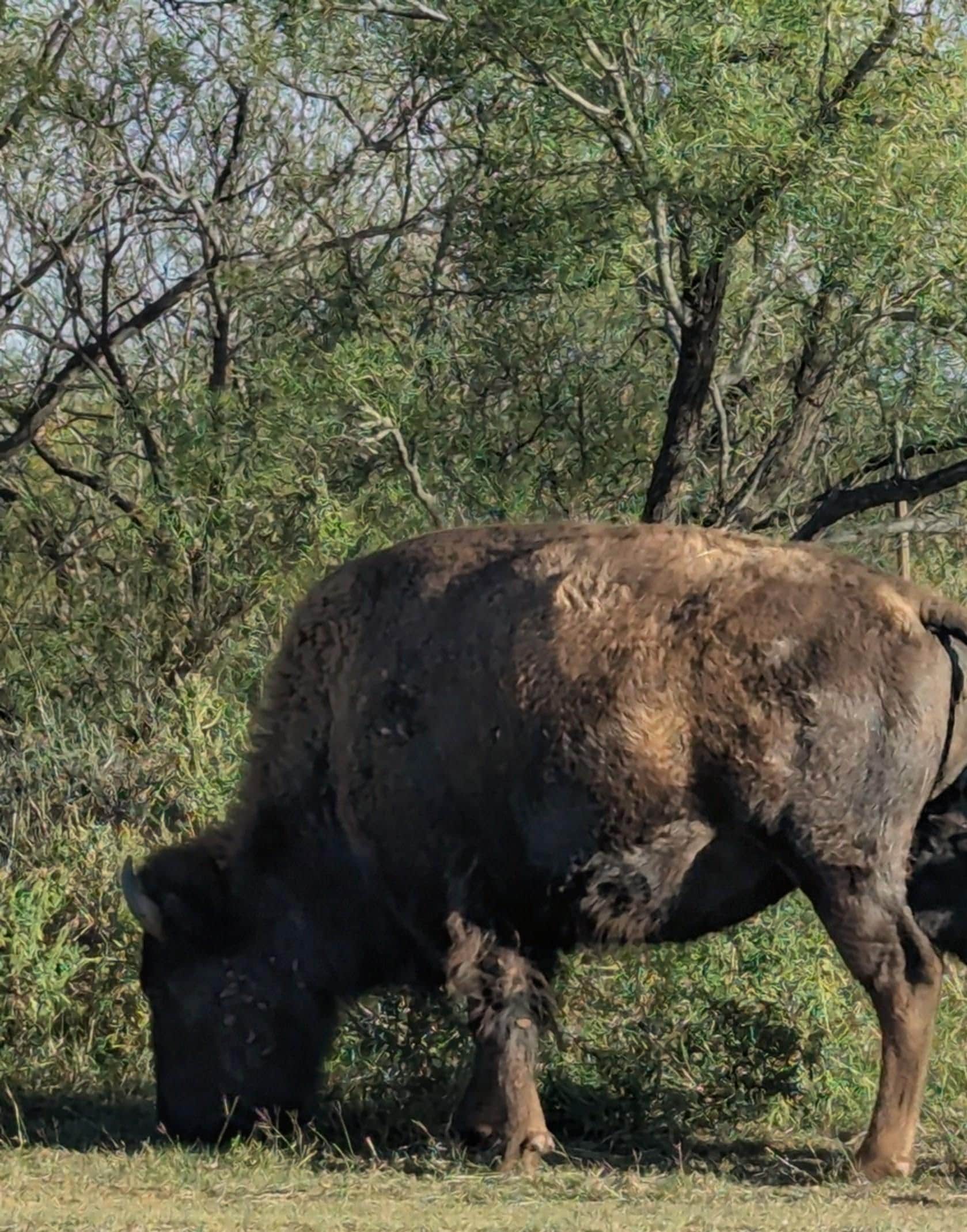 Caprock canyon State Park 2 miles away