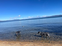 Pups on the beach.