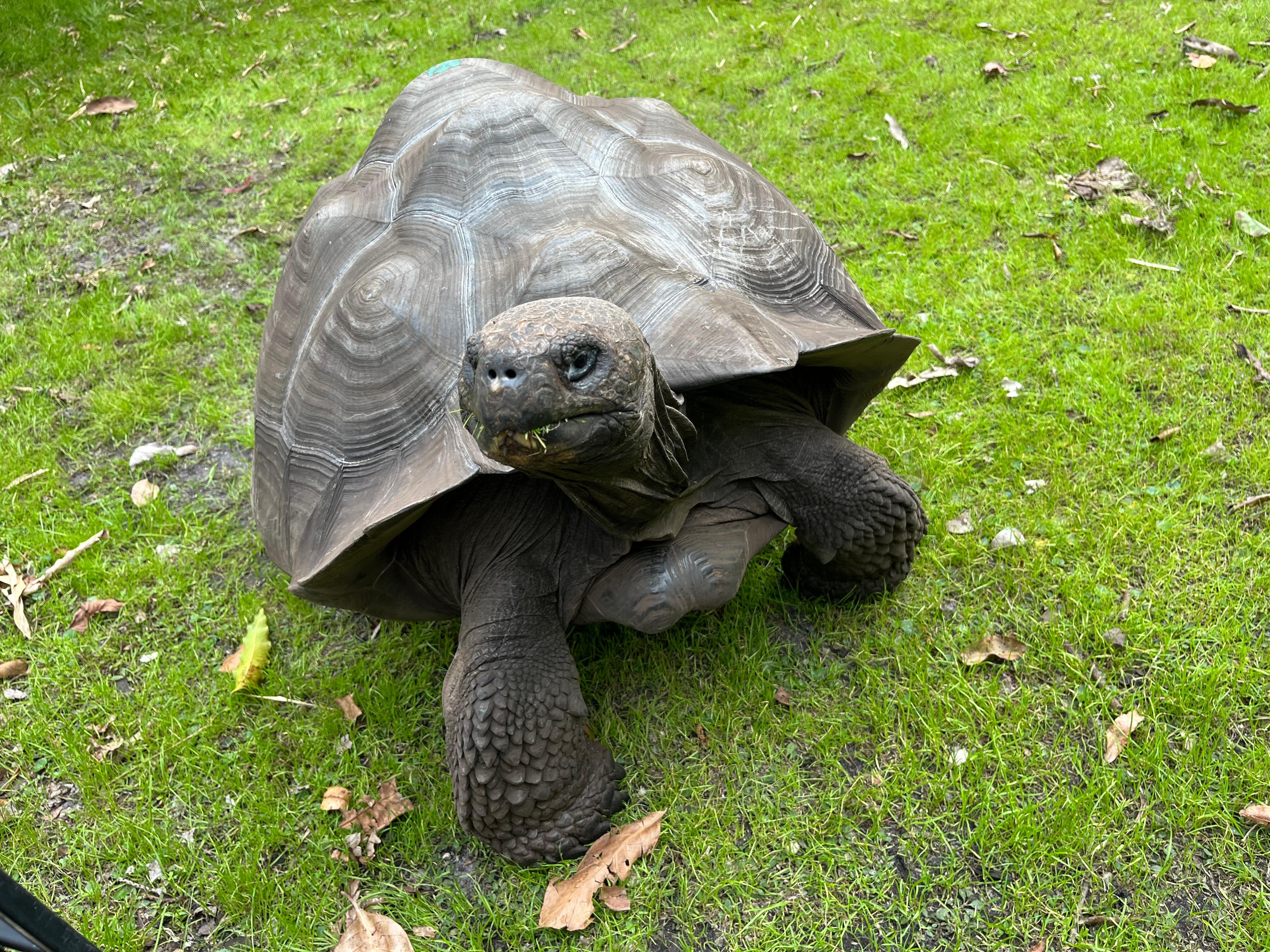 Neighborhood turtles in Port Salerno.