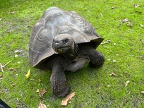 Neighborhood turtles in Port Salerno.
