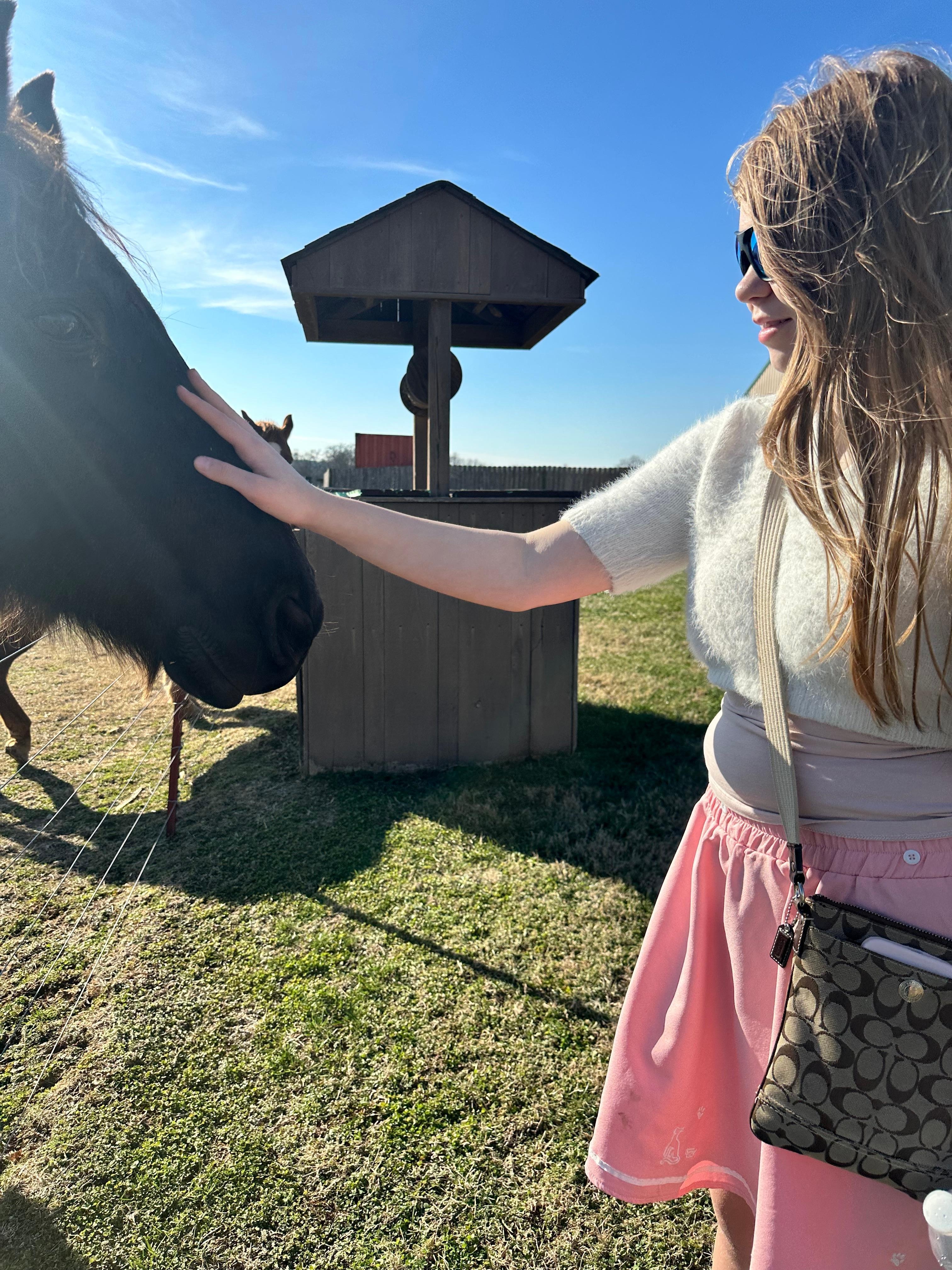 Petting horses