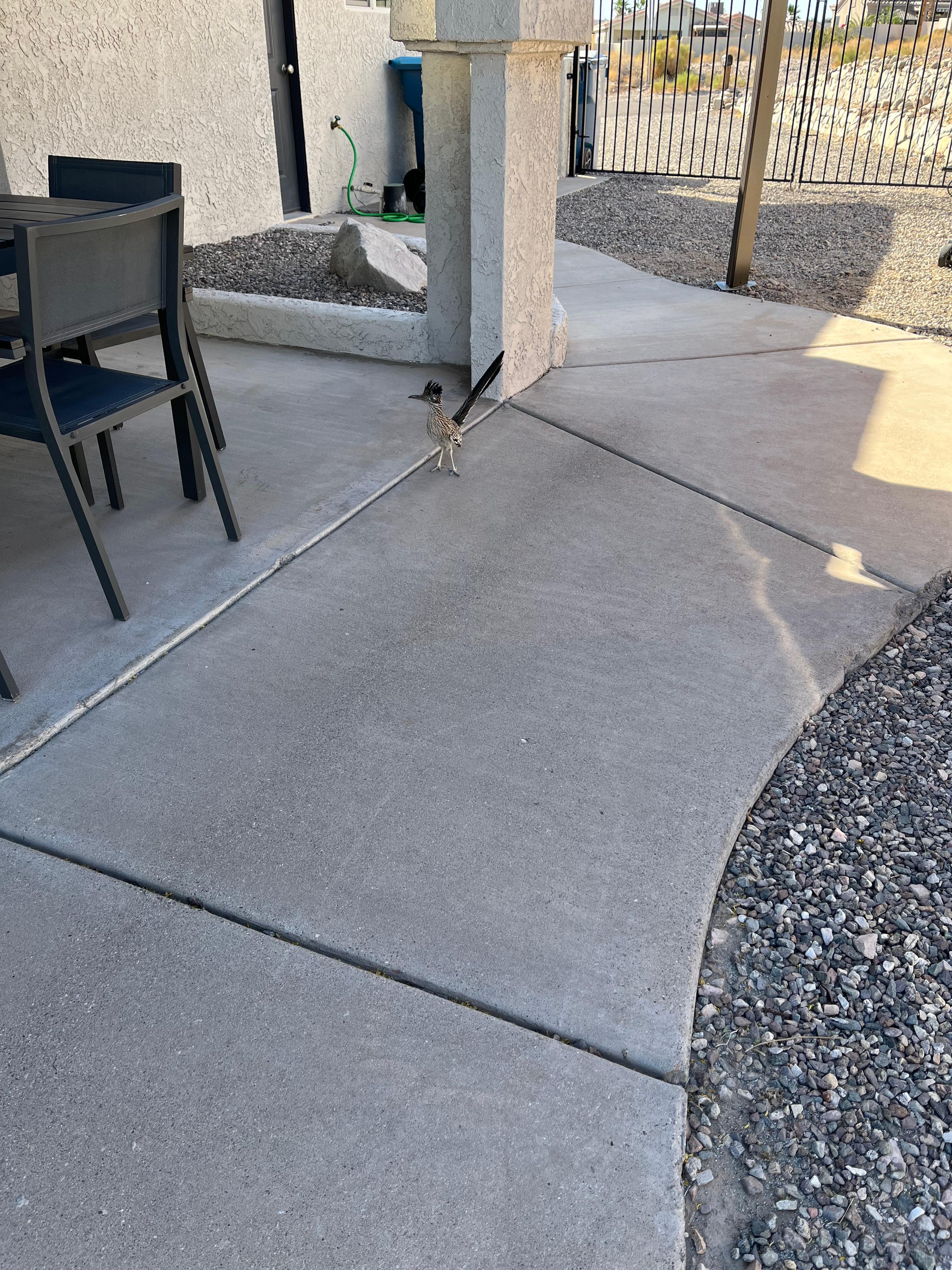 A very friendly roadrunner