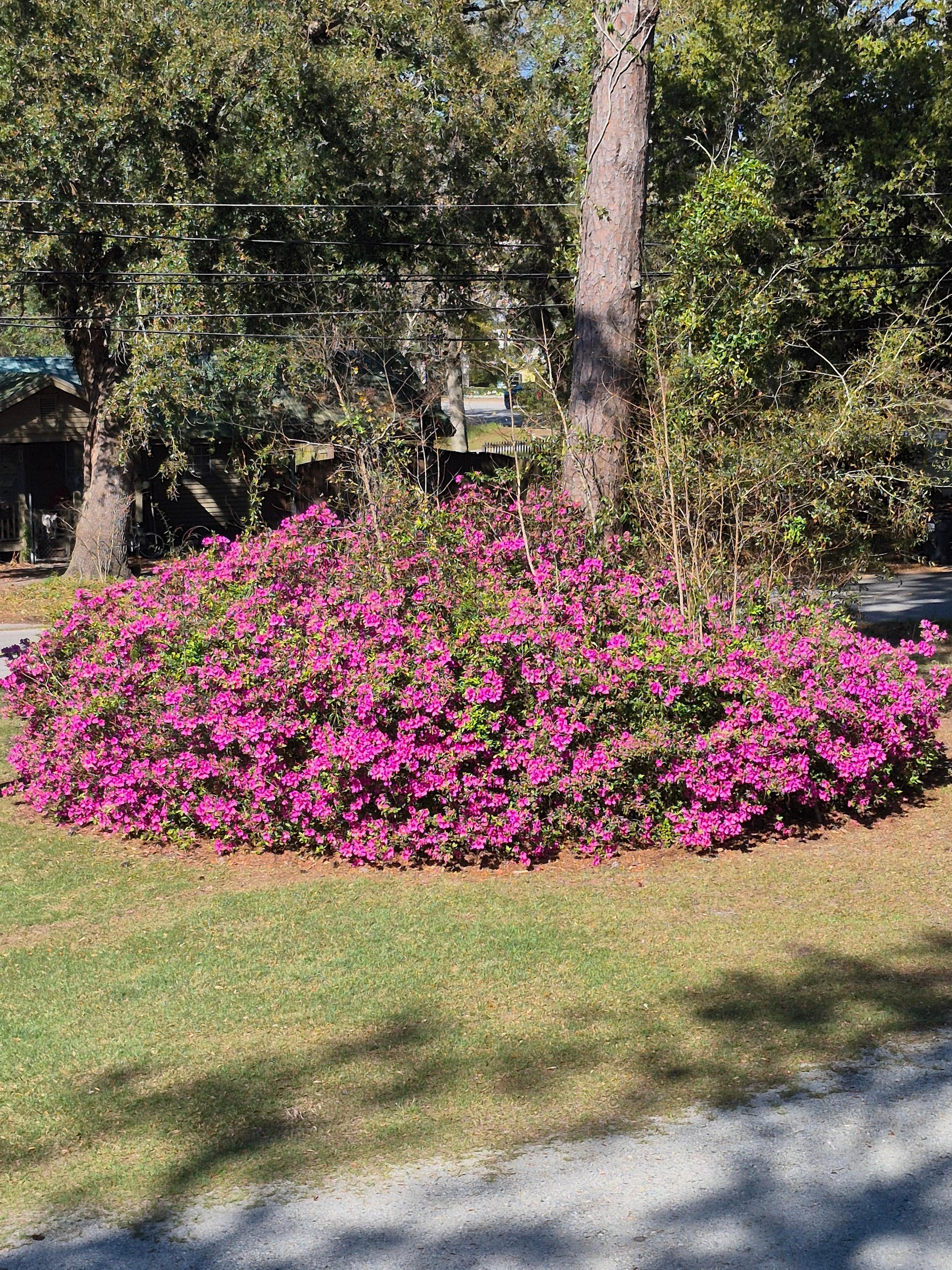 Beautiful azaleas in the front yard in March