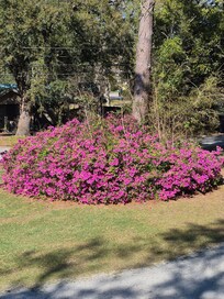 Beautiful azaleas in the front yard in March