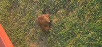 Little Beaver