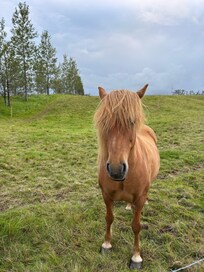 Horses on the property were lovely