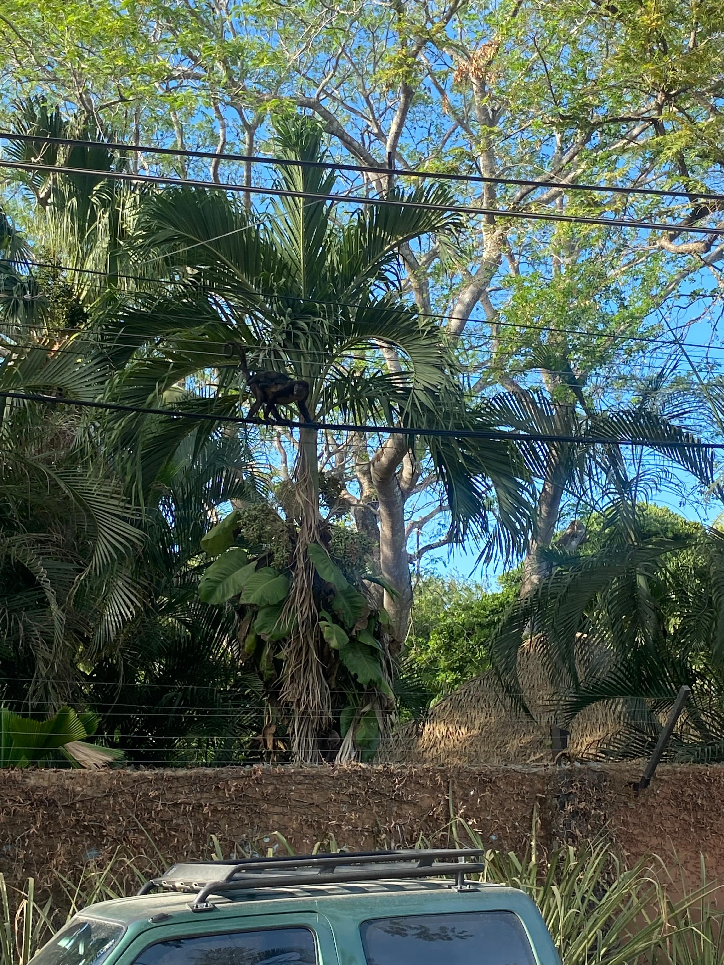 A family of 13 Mono's moving through the property across the street!  