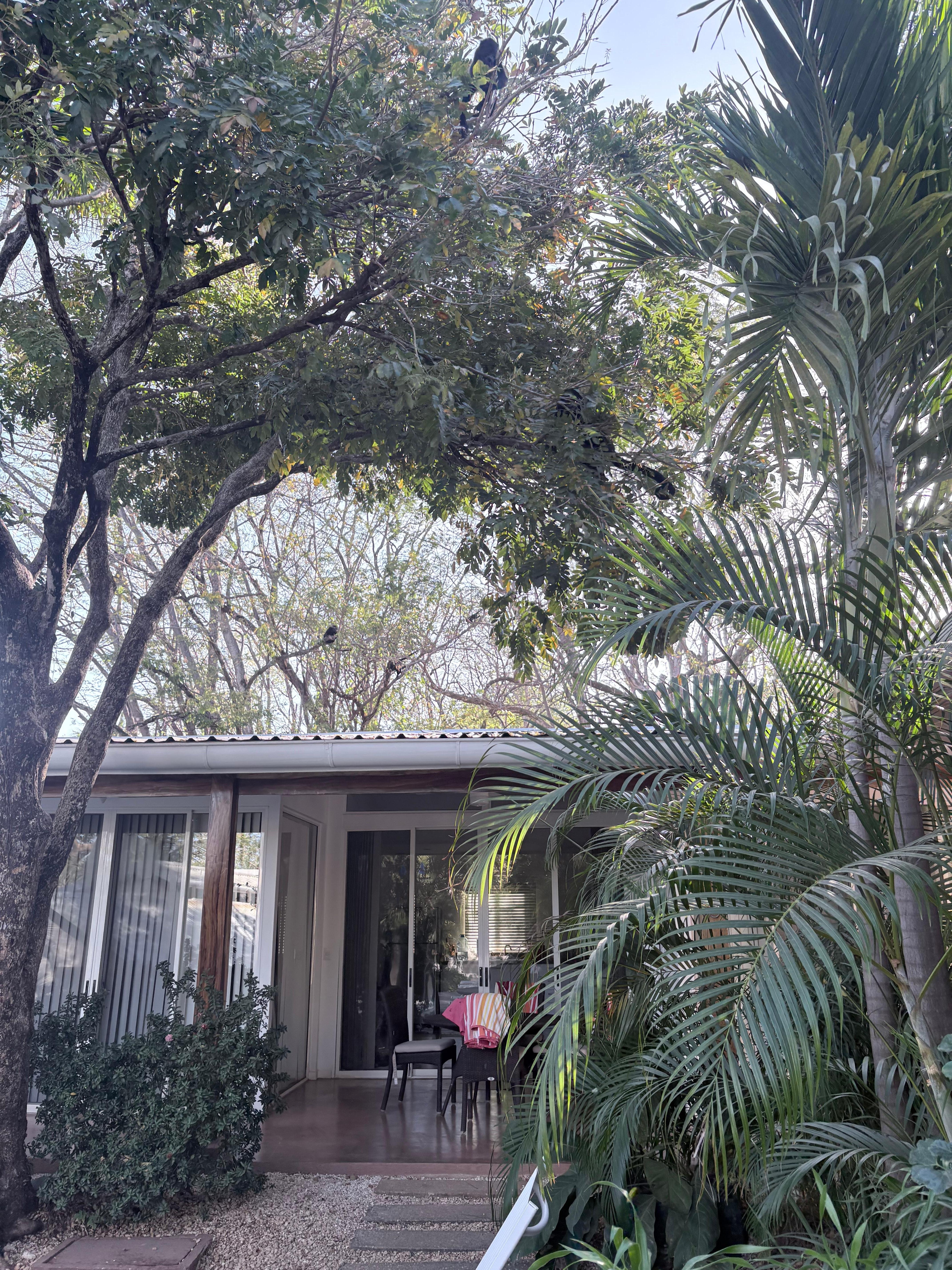 12 monkeys in the tree!