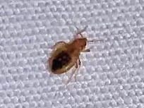 Bed bug crawled right up to me while sitting on the bed.