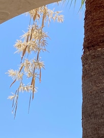Palm tree flowers