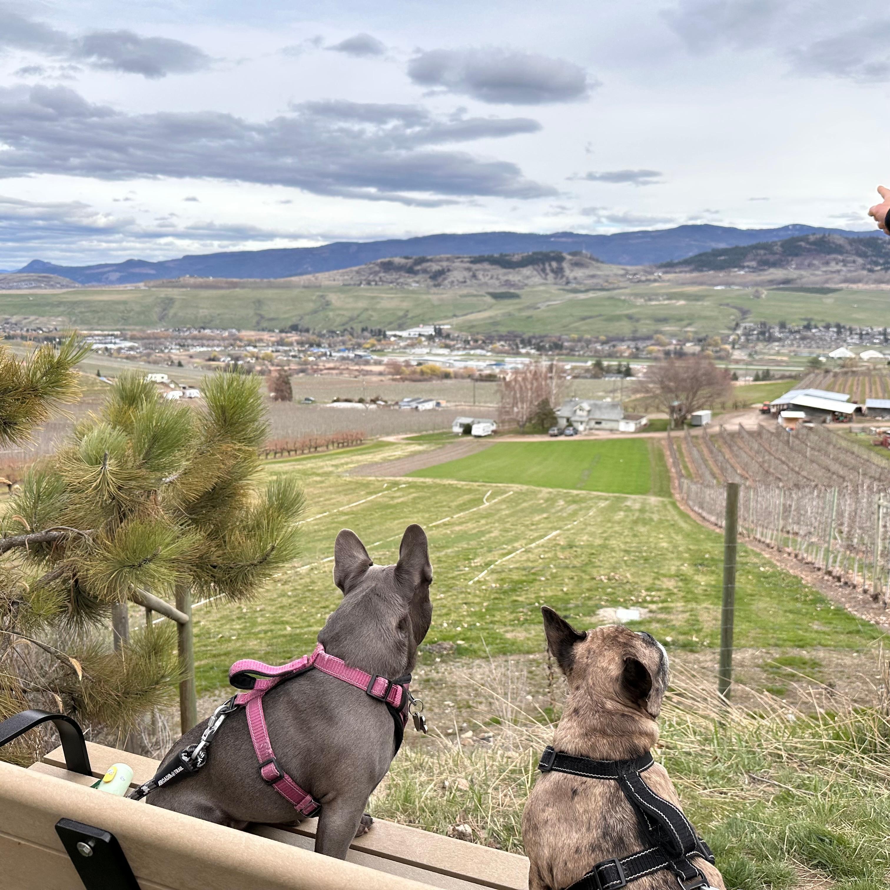 Taking the view of Vernon from the Grey Canal trail, Turtle Mountain