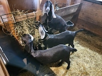 Some of the stars of the show! SOO cute!!