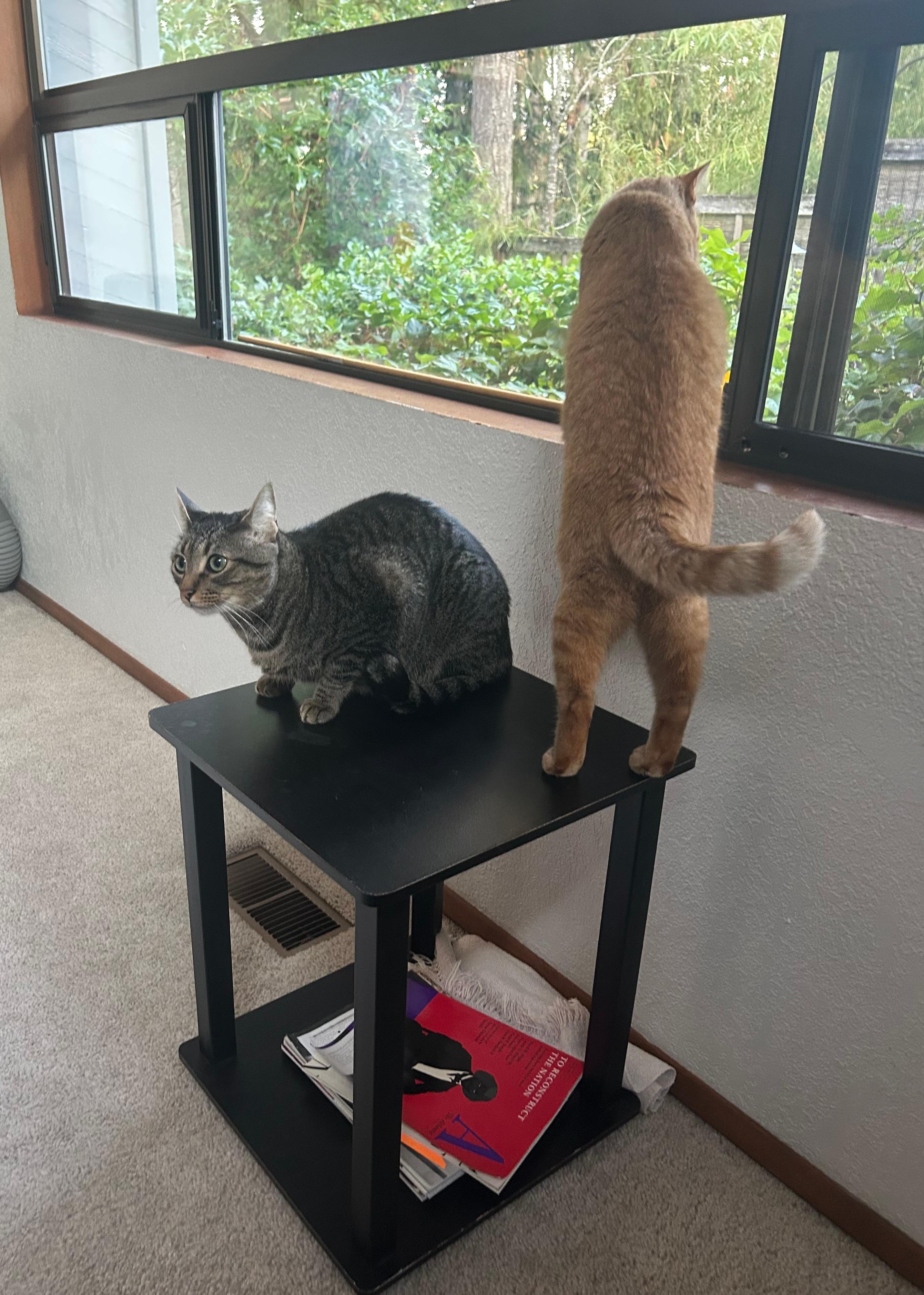 Great bird watching picture window 