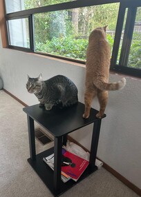 Great bird watching picture window