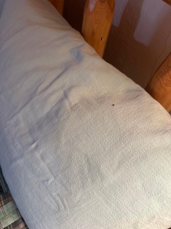 mouse dropping on pillow