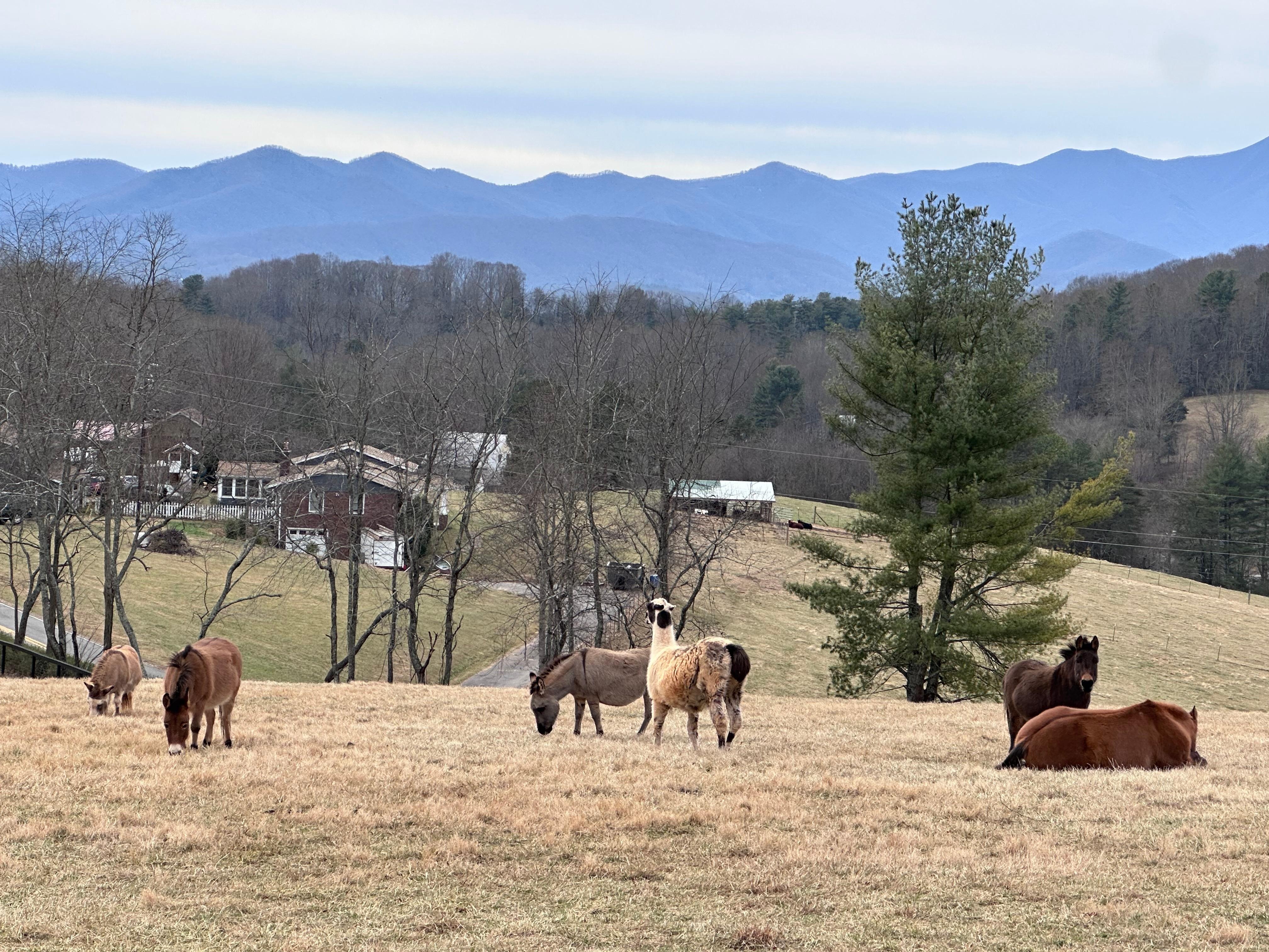 View of mountains and farm animals grazing.