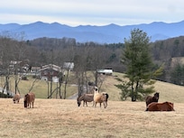 View of mountains and farm animals grazing.