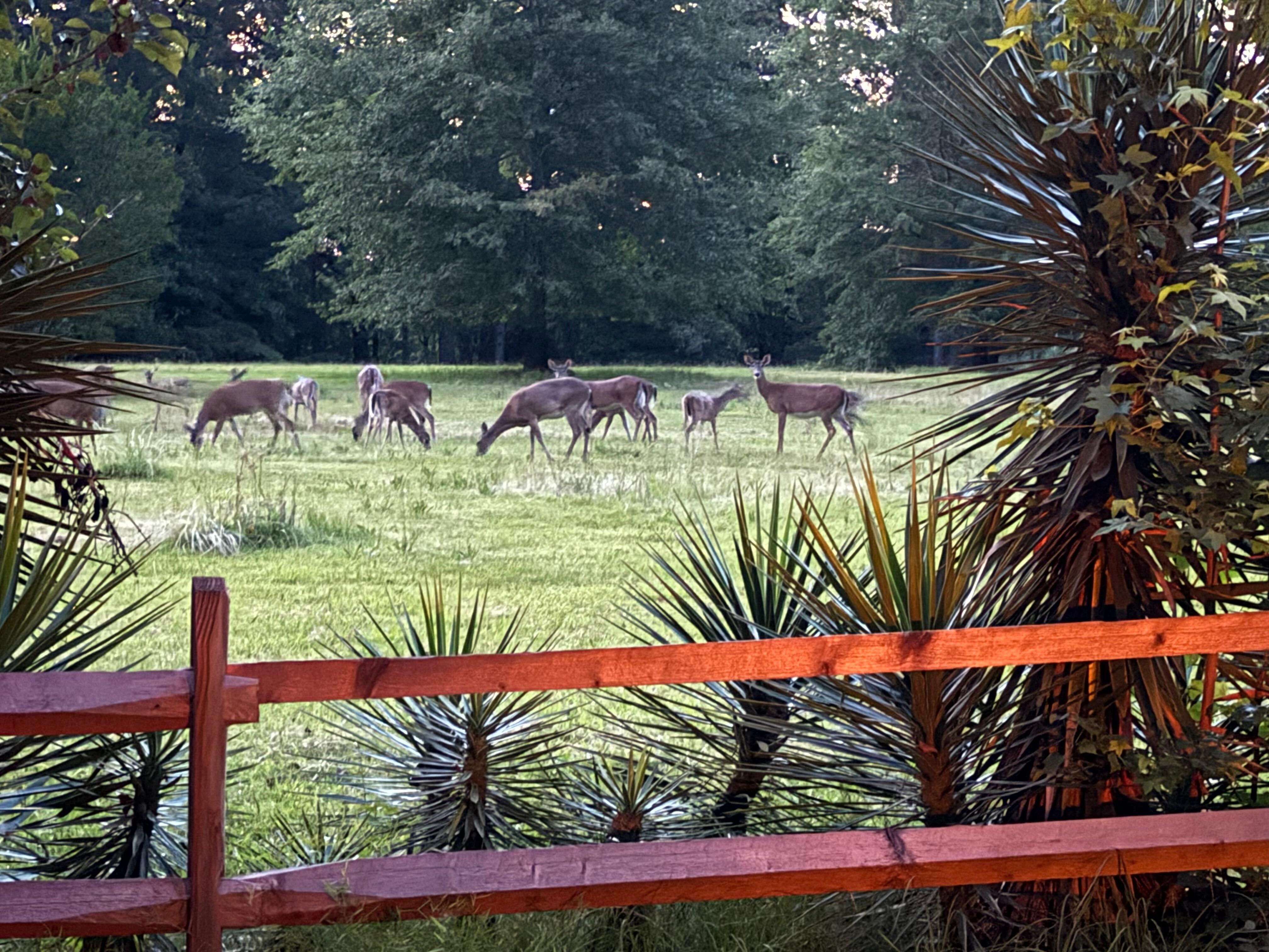 Deer grazing off the driveway.