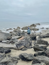 The tide was way out and looking at all the sea creatures clinging to the rocks was amazing.