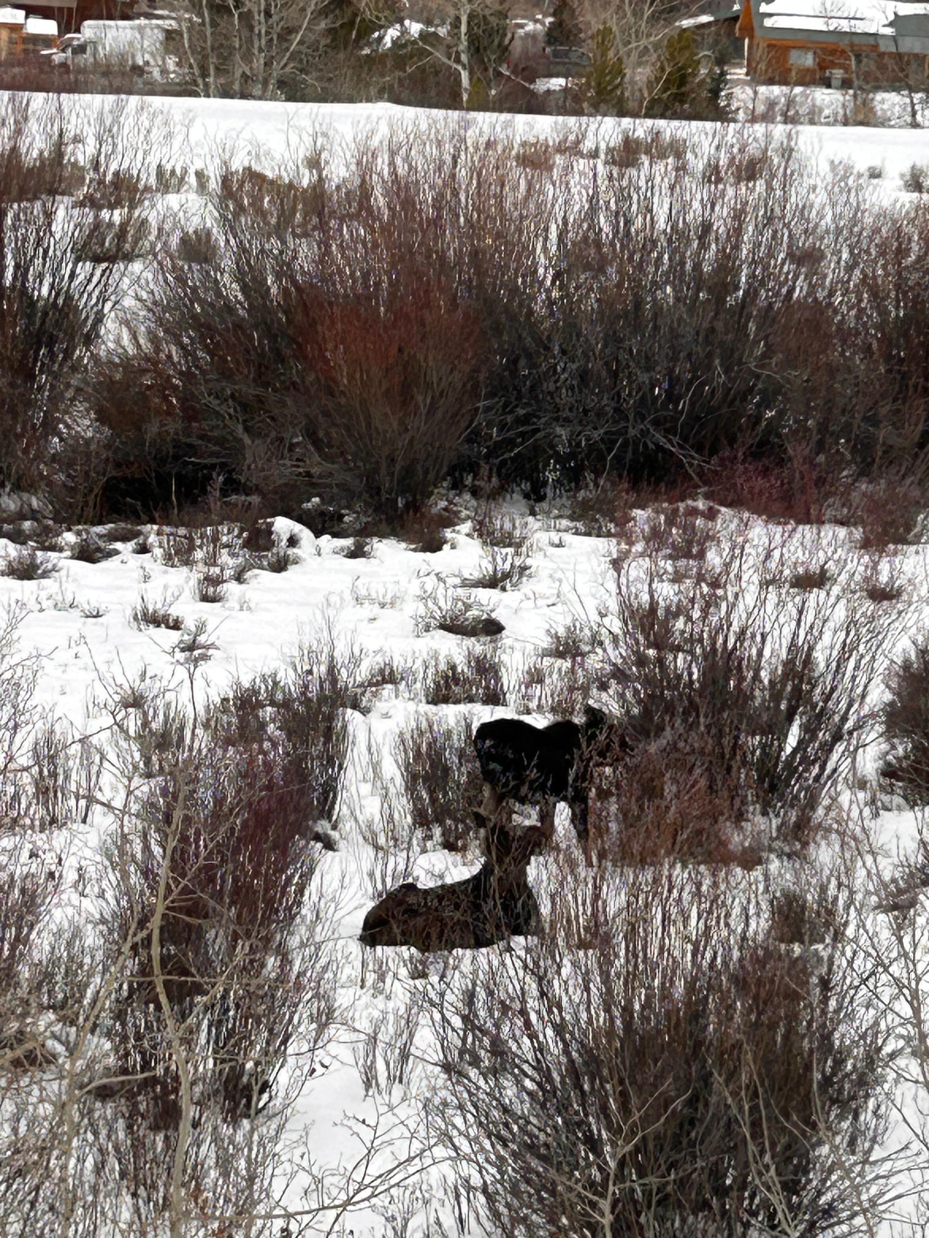 Mama Moose and calf.  