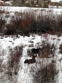 Mama Moose and calf.