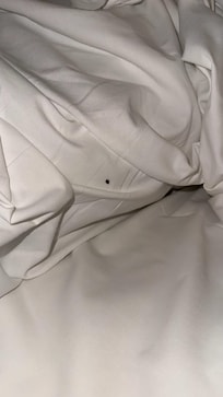 Bed bug #3