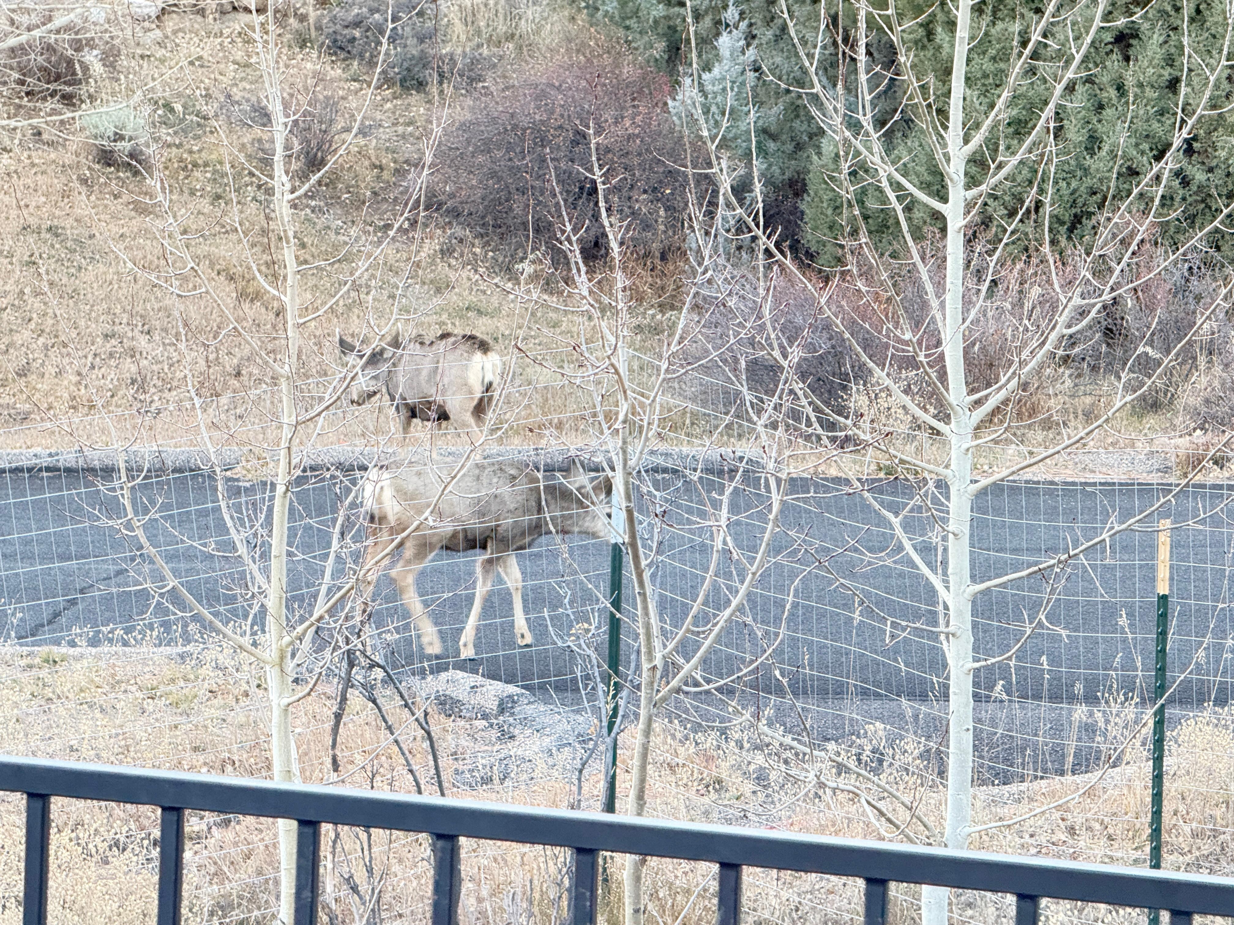 Saw deer each day we were there