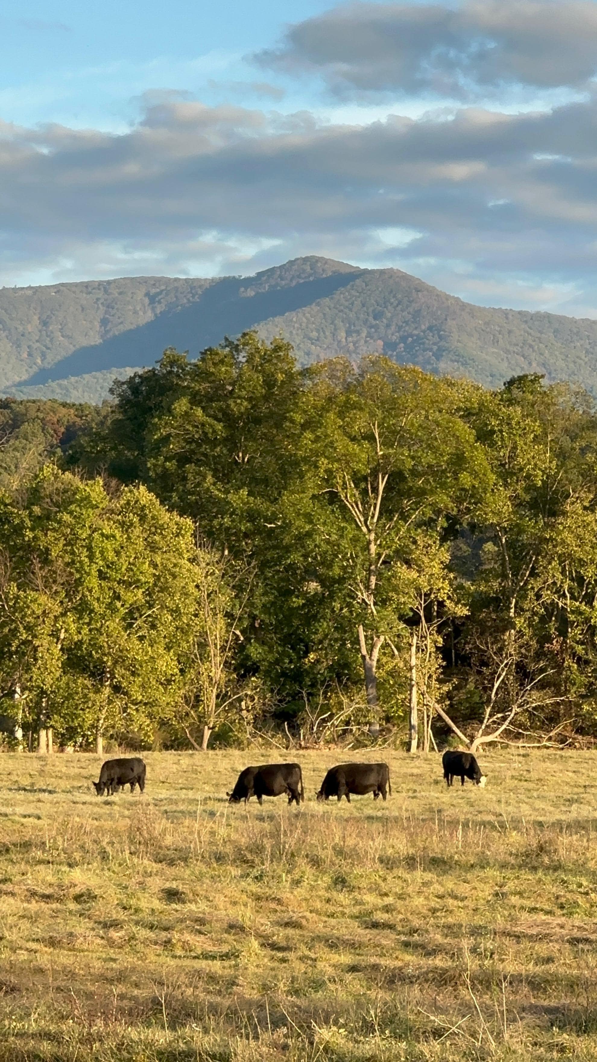 We enjoyed hearing the cows mooing and had to take a picture of them in this beautiful setting.
