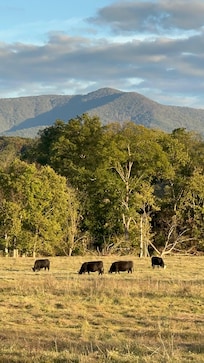We enjoyed hearing the cows mooing and had to take a picture of them in this beautiful setting.
