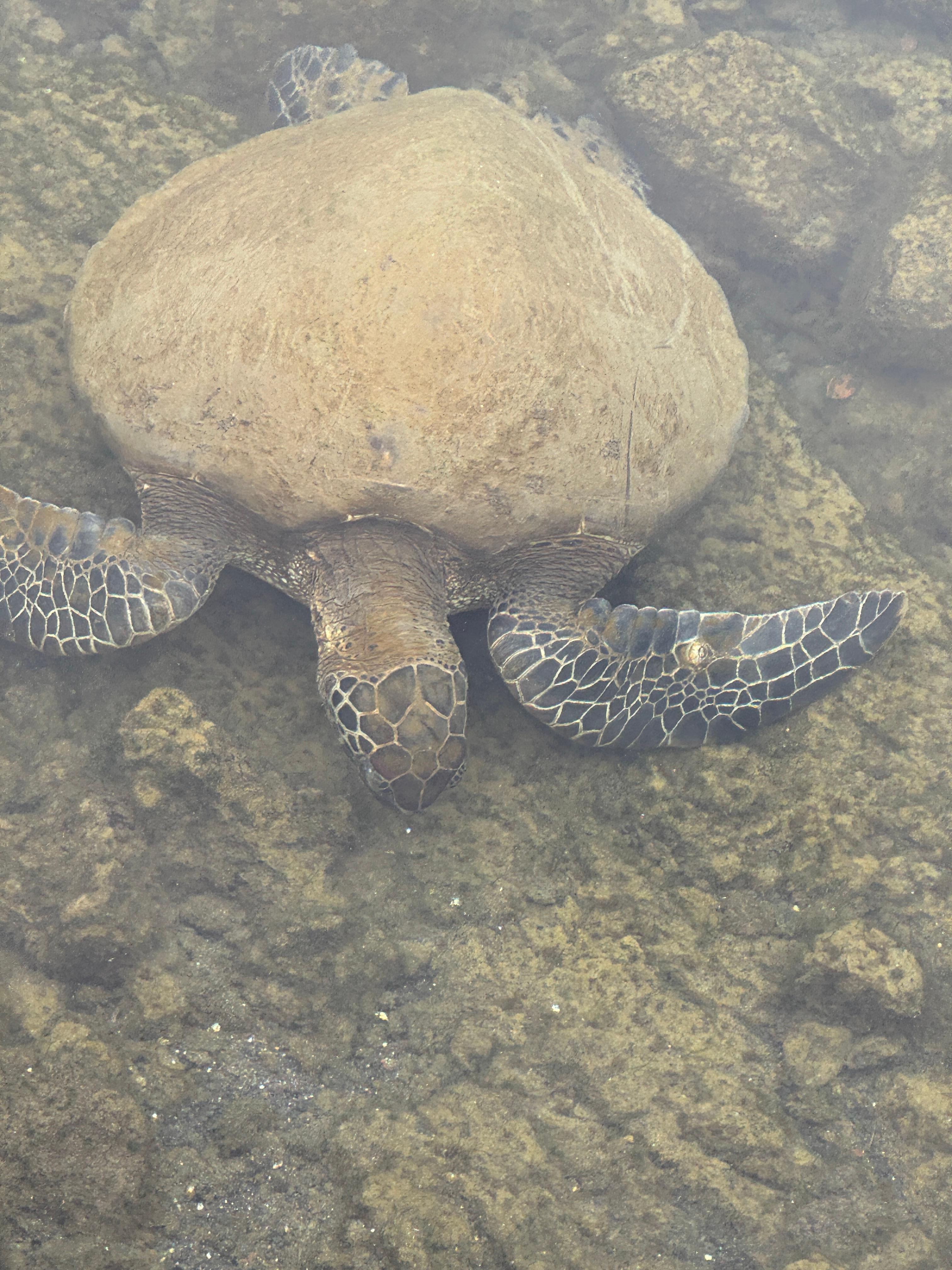 Turtle in Hilo 
