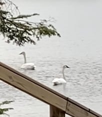 Waterfowl abounds