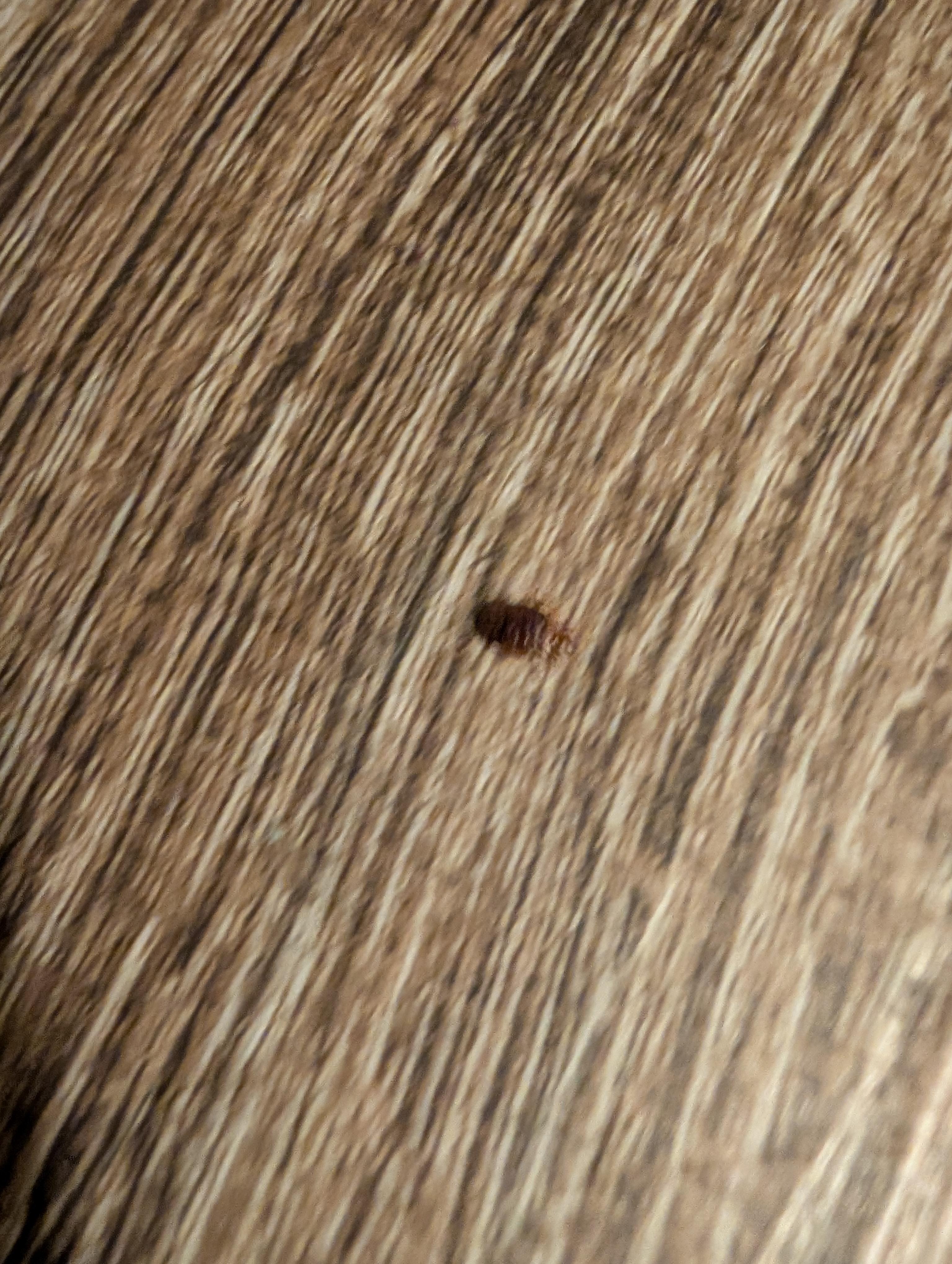 bed bugs